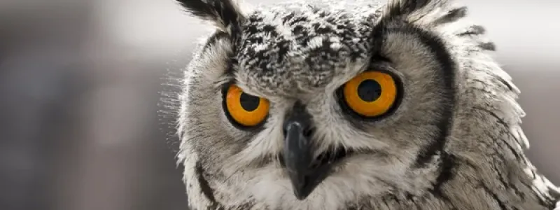 NON PER FARE IL "GUFO"